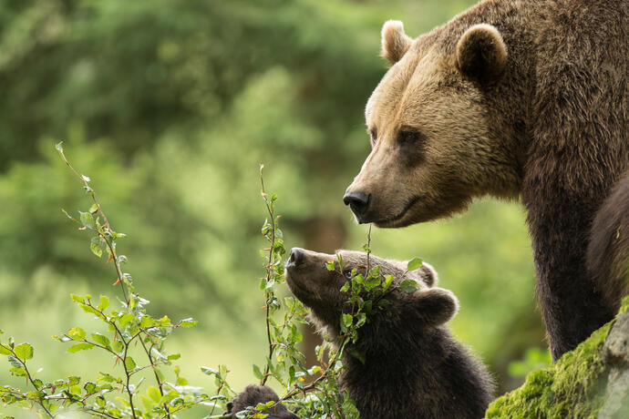 Europäischer Braunbär