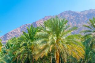 Wadi Tiwi