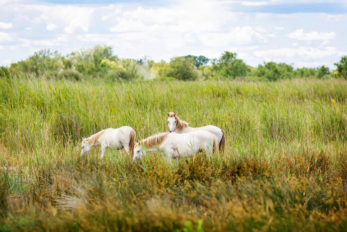 Die weißen Pferde der Camargue