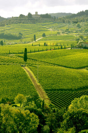 Weinreben in Chianti