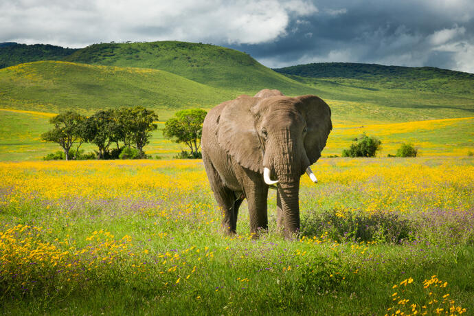 Elefant im Ngorongoro Krater