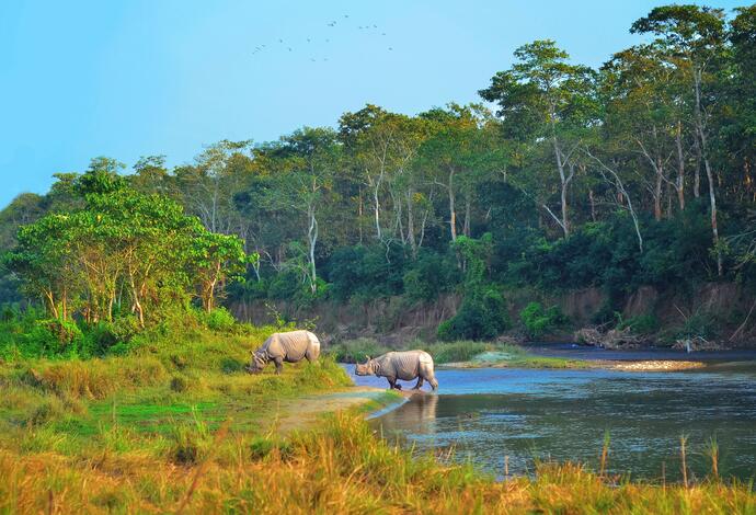 Nashörner im Chitwan Nationalpark