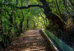 Wanderweg Ribeiro Frio 