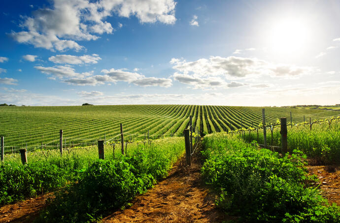 Barossa Valley