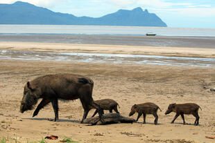 Bartschweine im Bako National Park 