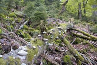 Buche mit Zunderschwamm im Bannwaldgebiet Wilder See