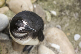 Kleiner Pinguin 