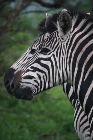 Zebras im Krüger Nationalpark