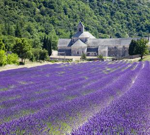 Lavendelblüte vor Sénanque