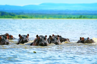 Flusspferde im Lake Naivasha