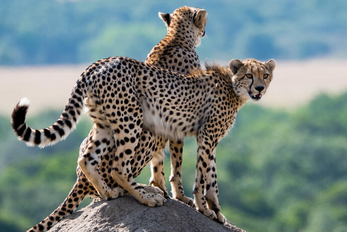 Geparden Masai Mara