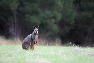 Wallaby 