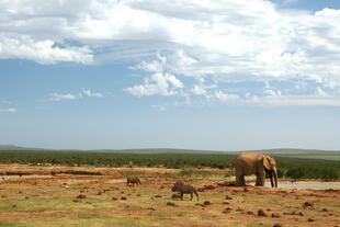 Addo Elephant Park