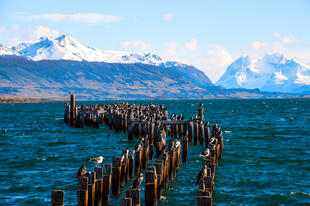 See in Puerto Natales