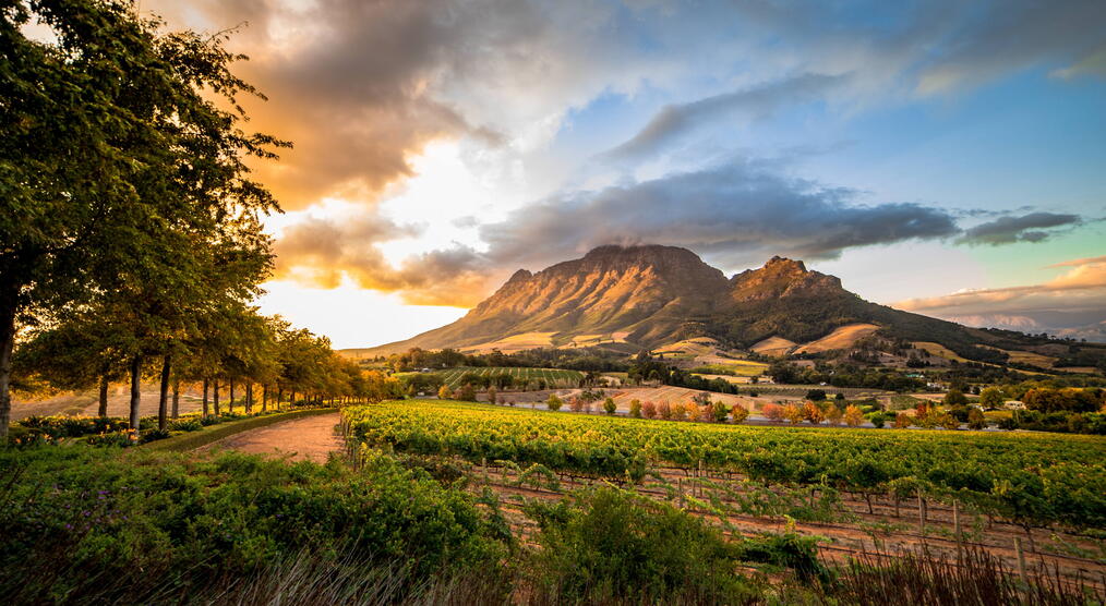 Stellenbosch Weinanbau