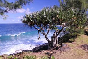 Küste von La Reunion