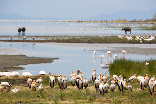 Lake Manyara Nationalpark