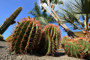 Kakteen im Botanischen Garten