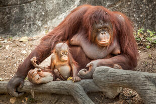 Orang Utan mit Jungem 