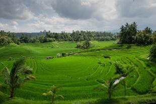 Reisterrassen Bali