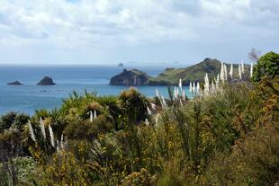 Coromandel