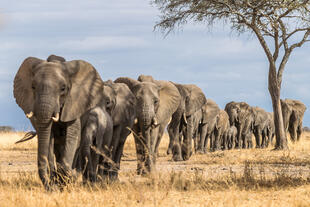 Elefantenherde im Tarangire Nationalpark 