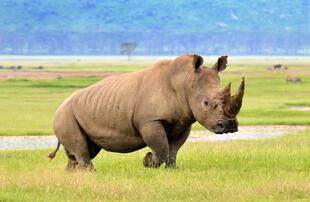 Nashorn im Serengeti Nationalpark