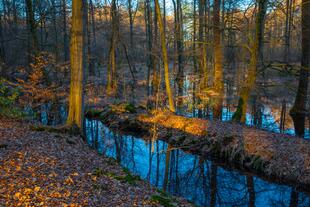 Vinnenberger Wald