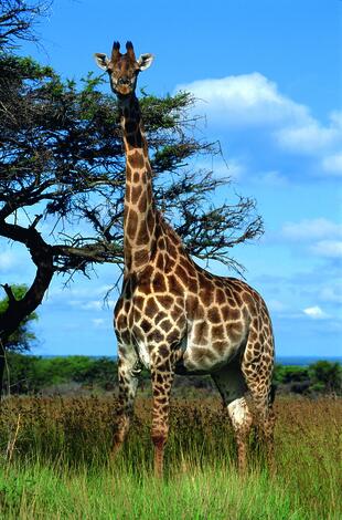 Ein Foto von einer Giraffe während einer Namibia Botswana Rundreise