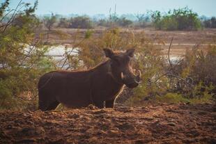 Warzenschwein im Nationalpark Djoudj