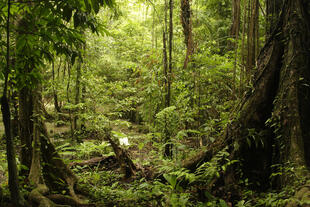 Khao Sok Nationalpark 