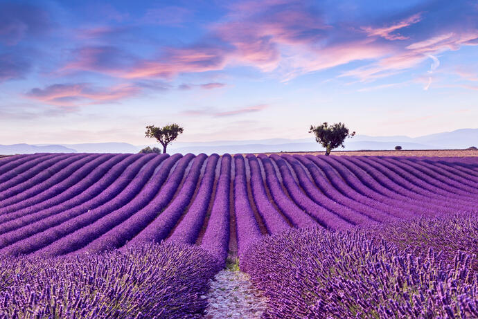 Lavendelfeld nahe Valensole