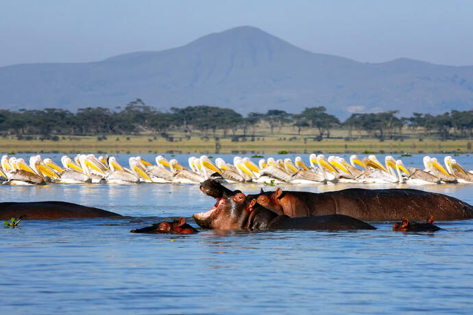 Nilpferde am Naivasha See