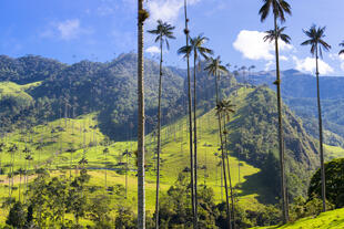 Valle del Cocora