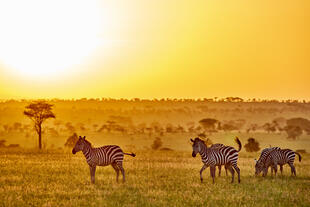 Zebras auf einer Safari im Serengeti Nationalpark 