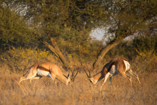 Springböcke in der Kalahari Wüste