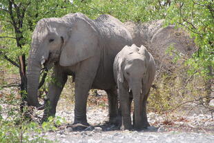 Elefanten im Etosha Nationalpark