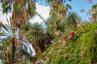 Jardins Majorelle