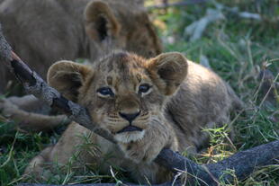 Loewenjunges im Chobe Nationalpark