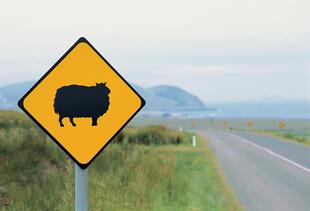 Sheep Crossing!