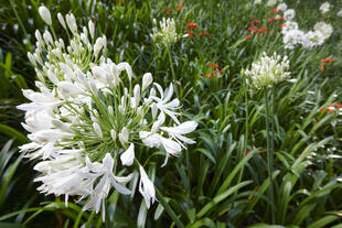 Flora auf Sao Jorge 