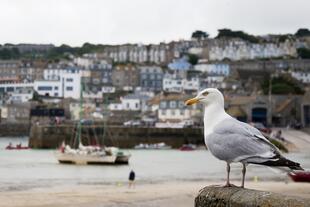 Möwe vor St. Ives