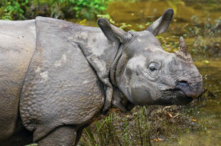 Chitwan Nationalpark