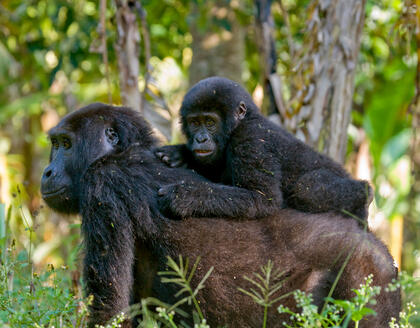 Gorilla mit Baby