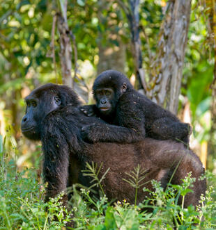 Gorilla mit Baby