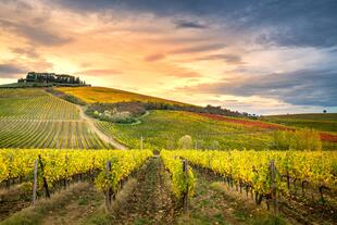 Weinanbau in Chianti, Toskana