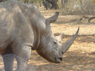 Nashorn im Hlane Nationalpark