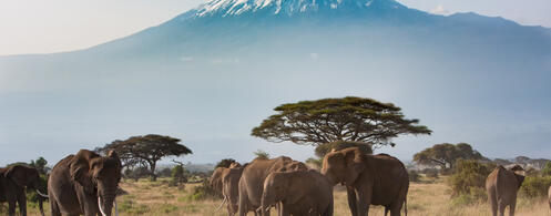 Amboseli-Nationalpark mit dem Kilimandscharo 