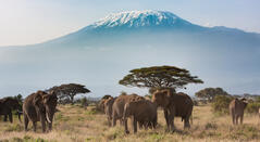 Amboseli-Nationalpark mit dem Kilimandscharo 