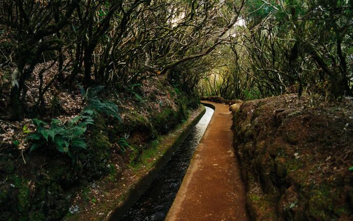 Levada do Alecrim